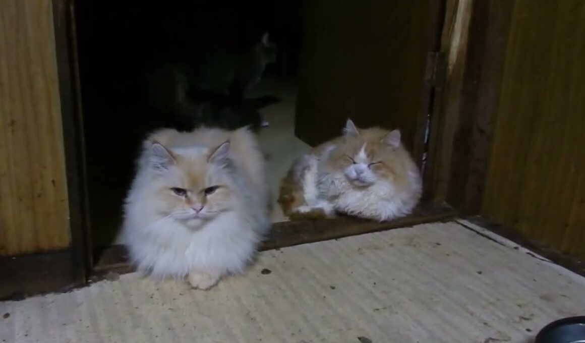 アメリカンカールのマルとマンチカンのティトゥス