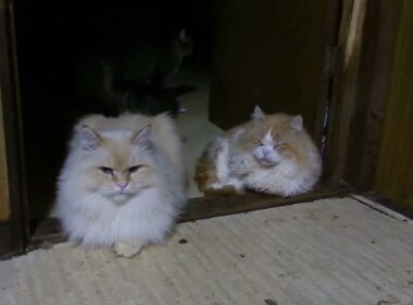 アメリカンカールのマルとマンチカンのティトゥス