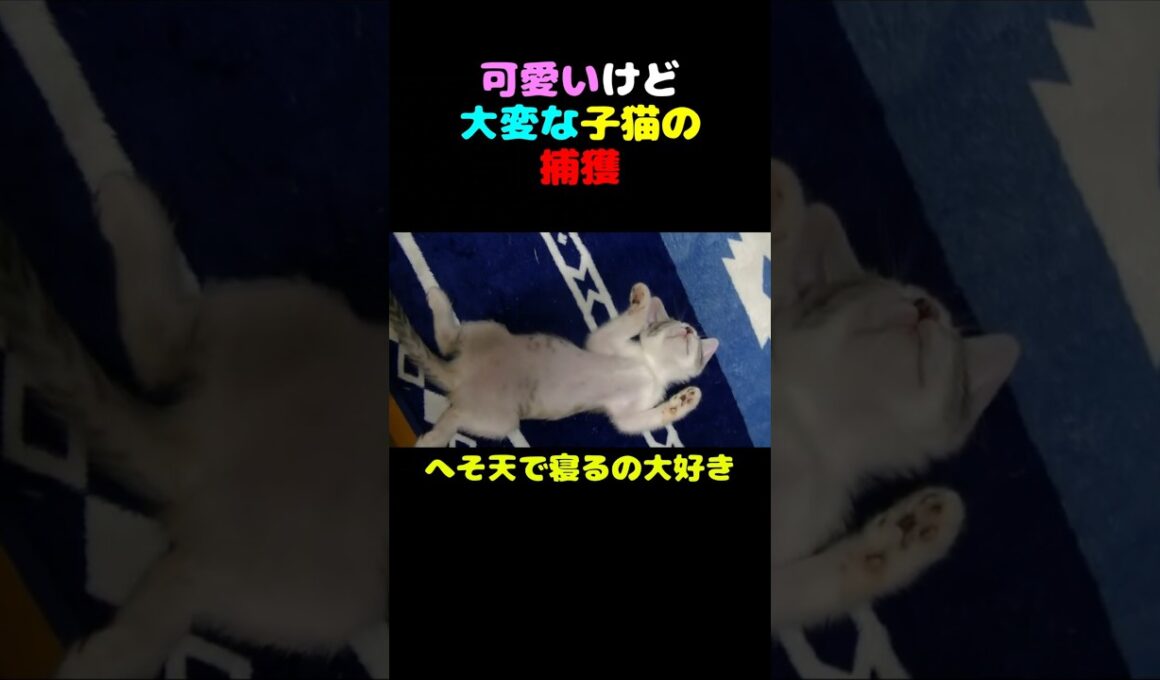 可愛いけど大変な子猫の捕獲　#猫 #子猫 #へそ天