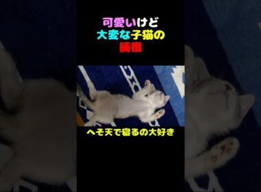 可愛いけど大変な子猫の捕獲　#猫 #子猫 #へそ天