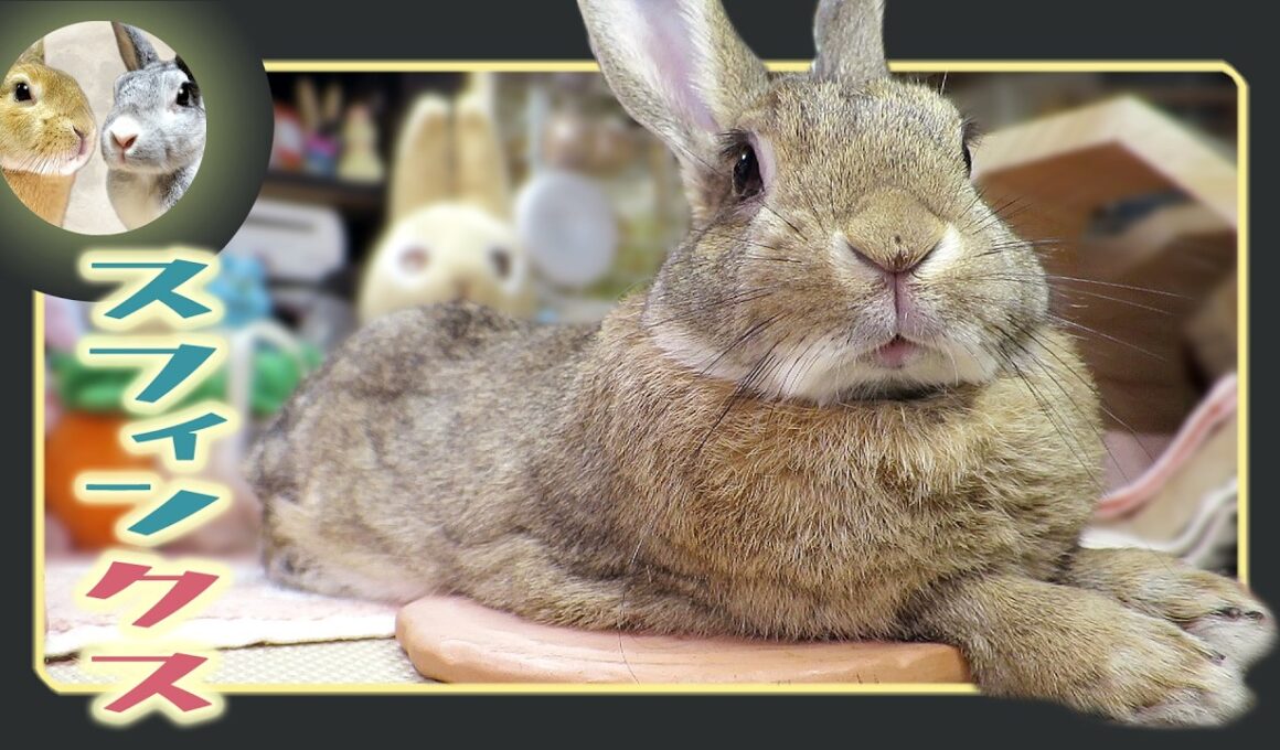 🐰スフィンクス✨気取り⁉️🤣【 ウサギのちゃび 】　2026年4月12日