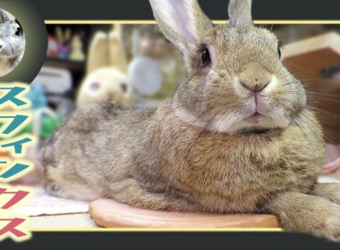 🐰スフィンクス✨気取り⁉️🤣【 ウサギのちゃび 】　2026年4月12日