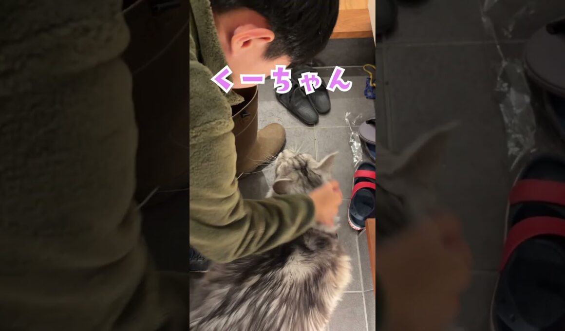 玄関で少年の帰りを待っていた大型猫#short