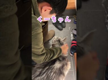 玄関で少年の帰りを待っていた大型猫#short