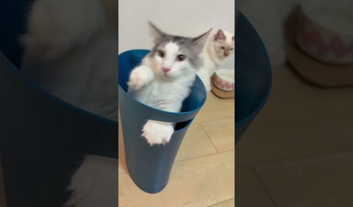 ゴミ箱に入って満足そうにする猫　#子ネコ #猫のいる暮らし #ノルウェージャンフォレストキャット #バーマン #shorts #cat #kitten #cuteanimals