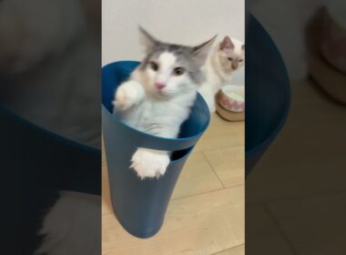 ゴミ箱に入って満足そうにする猫　#子ネコ #猫のいる暮らし #ノルウェージャンフォレストキャット #バーマン #shorts #cat #kitten #cuteanimals