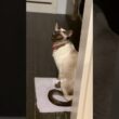 Siamese cat Carrie talks a lot 😽🐾 #siamesecats
