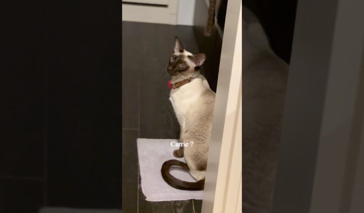 Siamese cat Carrie talks a lot 😽🐾 #siamesecats