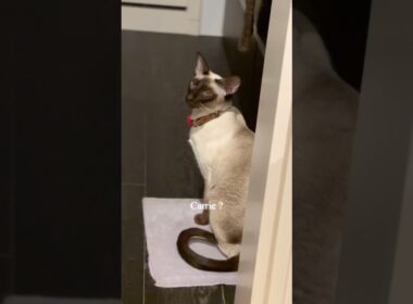 Siamese cat Carrie talks a lot 😽🐾 #siamesecats