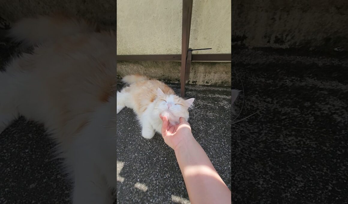 【メインクーン】ポカポカになったね