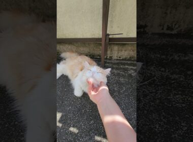 【メインクーン】ポカポカになったね