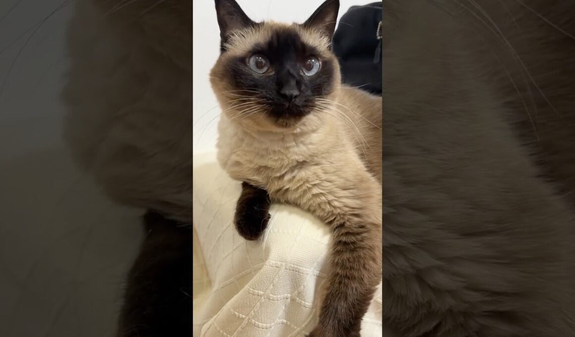 シャム猫のふくさん【たぬき猫】 #cat #しゃむねこ #猫のいる暮らし #猫好きさんと繋がりたい #ねこ #cutecat #cat