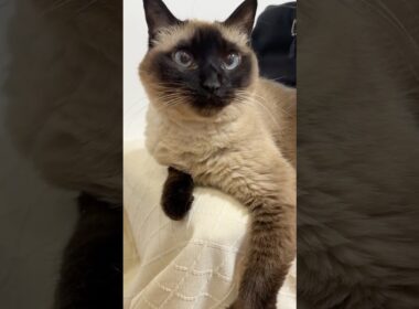 シャム猫のふくさん【たぬき猫】 #cat #しゃむねこ #猫のいる暮らし #猫好きさんと繋がりたい #ねこ #cutecat #cat