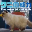バーマン猫ガブとラフ【ワニの威力】The power of crocodile（バーマン猫）Birman/Cat