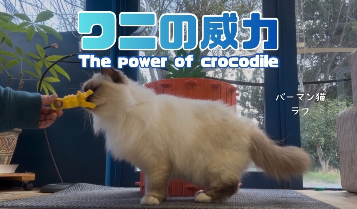 バーマン猫ガブとラフ【ワニの威力】The power of crocodile（バーマン猫）Birman/Cat