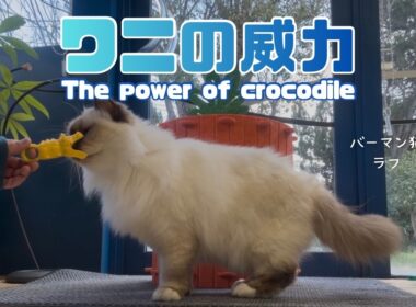 バーマン猫ガブとラフ【ワニの威力】The power of crocodile（バーマン猫）Birman/Cat