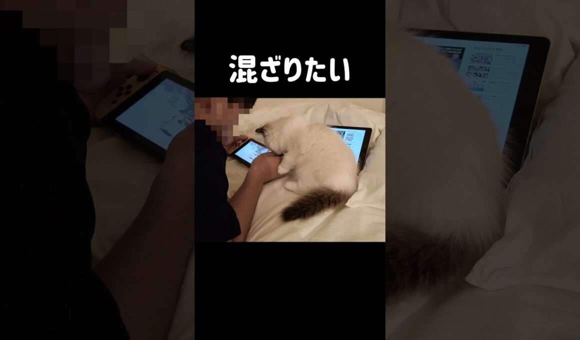 🎮️📺️ #shorts #猫 #子猫 #ラグドール #甘えん坊猫 #猫のいる暮らし