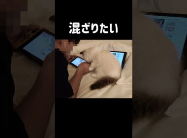 🎮️📺️ #shorts #猫 #子猫 #ラグドール #甘えん坊猫 #猫のいる暮らし