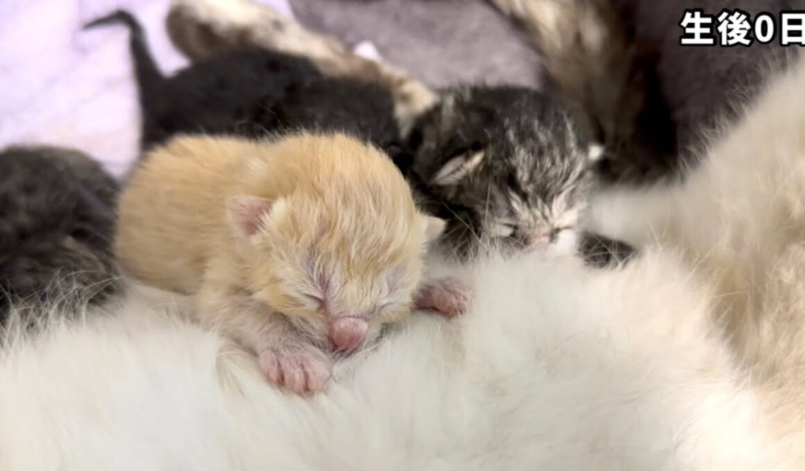 生後0日の子猫をただ見るだけの10分