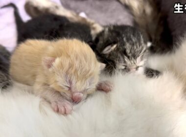 生後0日の子猫をただ見るだけの10分