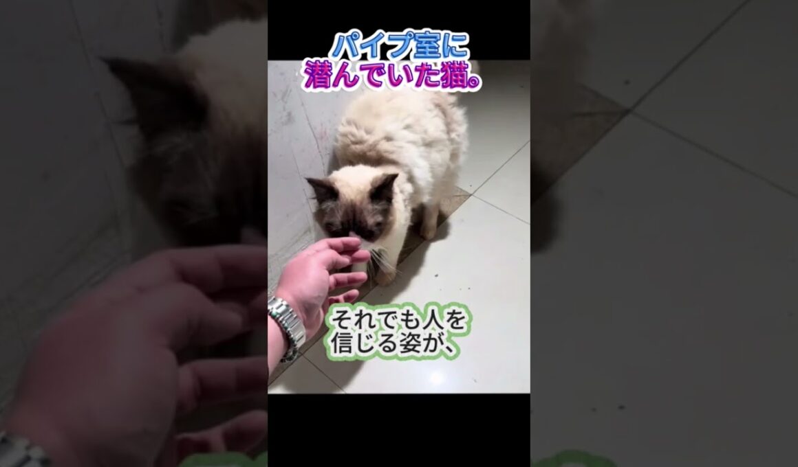 足の骨折、暗いパイプ室で震えていたラグドール…