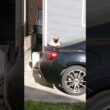やっぱり車上なシャム猫っぽいの。【お外の動物その640】#shorts