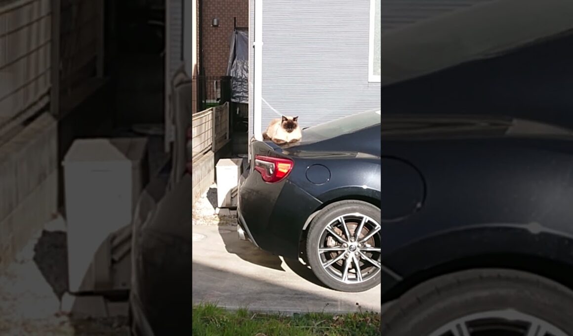 やっぱり車上なシャム猫っぽいの。【お外の動物その640】#shorts