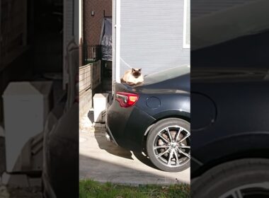 やっぱり車上なシャム猫っぽいの。【お外の動物その640】#shorts