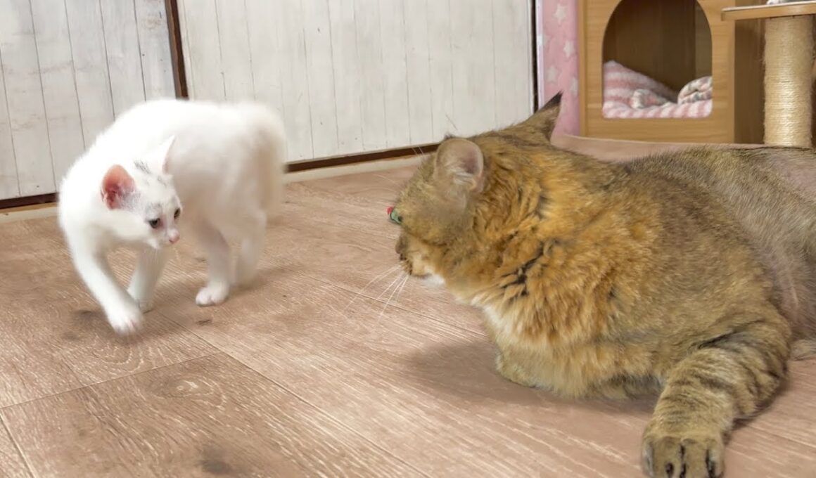 弱々すぎる『やんのかステップ』がかわいすぎる子猫【白玉ちゃん＆たこやき君日記】The World's Weakest "Yannoka Step" is Way Too Cute!