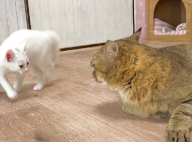 弱々すぎる『やんのかステップ』がかわいすぎる子猫【白玉ちゃん＆たこやき君日記】The World's Weakest "Yannoka Step" is Way Too Cute!