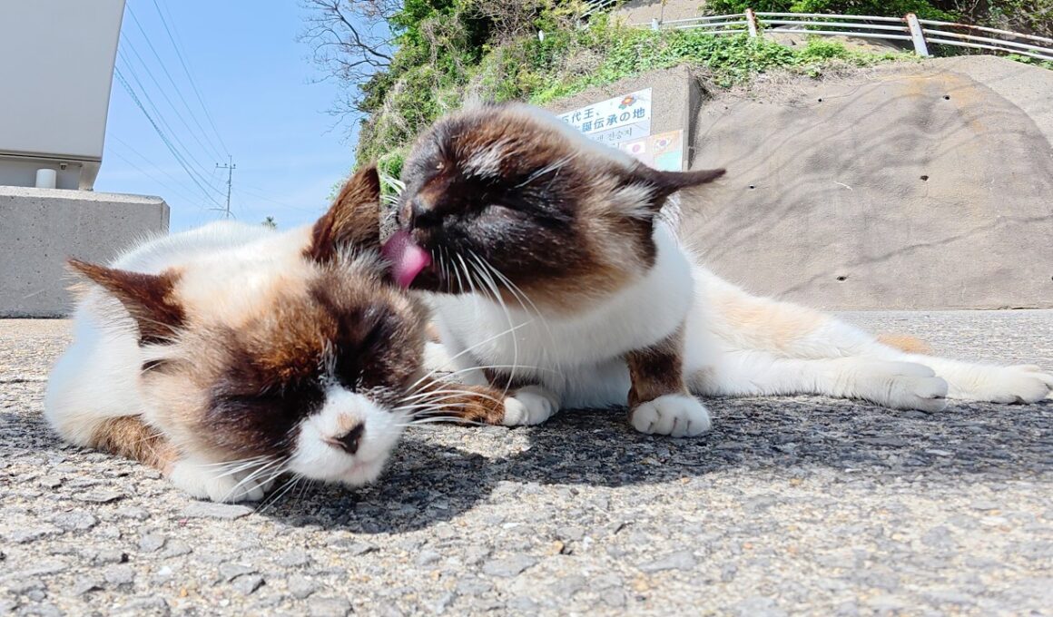 お顔が真っ黒なシャム猫がそっくりな仲間猫の顔面を舐めまくる