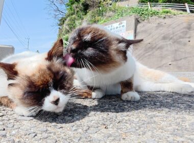 お顔が真っ黒なシャム猫がそっくりな仲間猫の顔面を舐めまくる