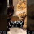 ご飯圧力ガチ勢 #cat #猫のいる暮らし #ボンベイ #セルカークレックス #ブリティッシュショートヘア #メインクーン