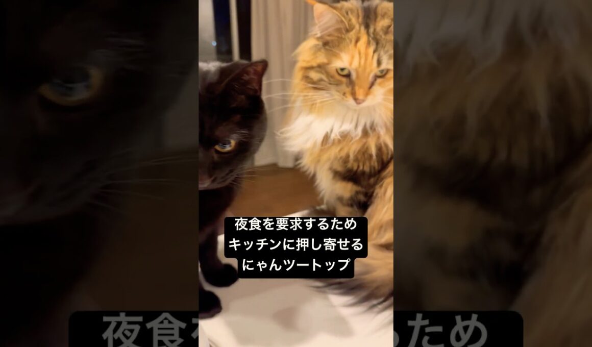 ご飯圧力ガチ勢 #cat #猫のいる暮らし #ボンベイ #セルカークレックス #ブリティッシュショートヘア #メインクーン