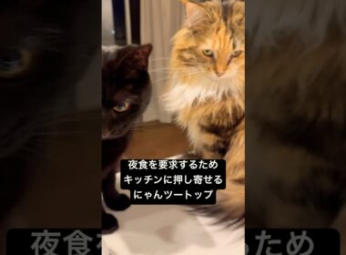 ご飯圧力ガチ勢 #cat #猫のいる暮らし #ボンベイ #セルカークレックス #ブリティッシュショートヘア #メインクーン