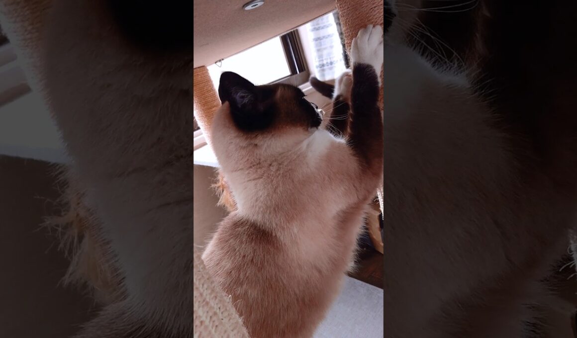 今日も調子はgood😄👍#猫 #ねこ #cat #シャム猫 #Shorts