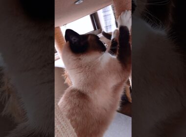 今日も調子はgood😄👍#猫 #ねこ #cat #シャム猫 #Shorts