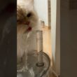 😽大好きな“流れる水”…（欲しい時は「出して下さい」と言ってくる👩）【猫：今日のひとコマ】ホワイトヒマラヤン15歳チーノ　#cat #cute #猫のいる暮らし