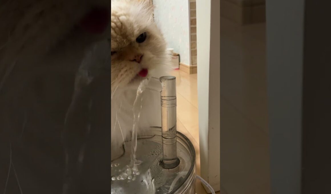 😽大好きな“流れる水”…（欲しい時は「出して下さい」と言ってくる👩）【猫：今日のひとコマ】ホワイトヒマラヤン15歳チーノ　#cat #cute #猫のいる暮らし