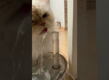 😽大好きな“流れる水”…（欲しい時は「出して下さい」と言ってくる👩）【猫：今日のひとコマ】ホワイトヒマラヤン15歳チーノ　#cat #cute #猫のいる暮らし