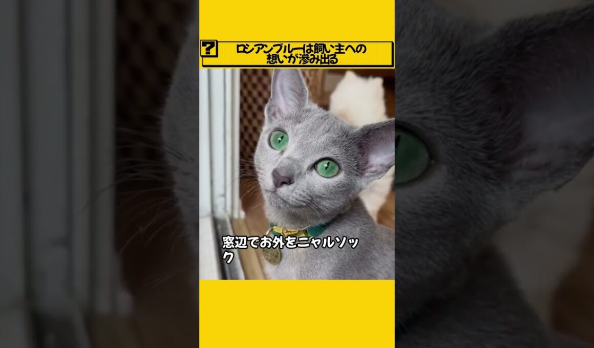 ロシアンブルーは飼い主への想いがにじみ出る