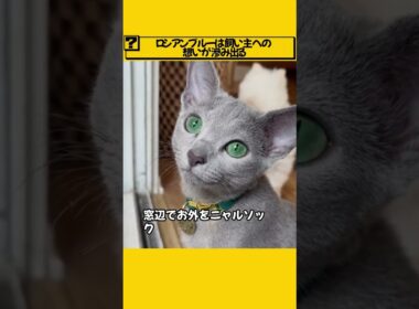 ロシアンブルーは飼い主への想いがにじみ出る