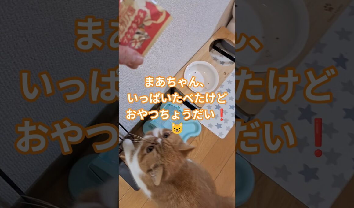 まあちゃん、いっぱいたべたけどおやつほしい😺#子猫#猫#cat#ねこ