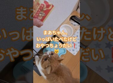 まあちゃん、いっぱいたべたけどおやつほしい😺#子猫#猫#cat#ねこ