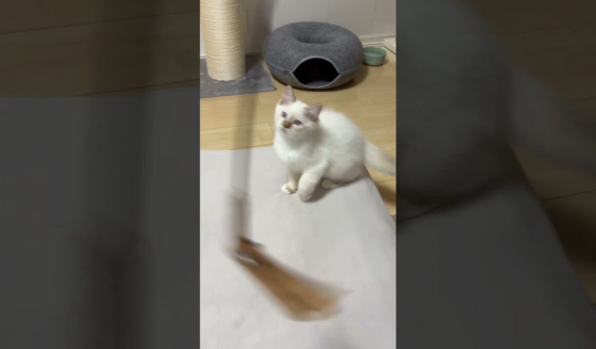 上向く顔が可愛い#猫 #子ネコ #猫のいる暮らし #バーマン #cuteanimals #kitten #cutepets #cat #猫じゃらし