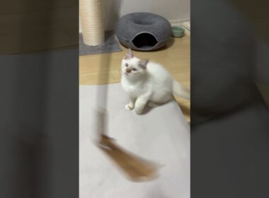 上向く顔が可愛い#猫 #子ネコ #猫のいる暮らし #バーマン #cuteanimals #kitten #cutepets #cat #猫じゃらし