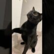 じゃらし大好き黒猫ボンベイ　#cat #ねこ #ねこ動画 #ねこのいる暮らし #ねこのいる生活 #猫 #猫好きさんと繋がりたい #かわいい #癒やし #おもちゃ #甘えん坊