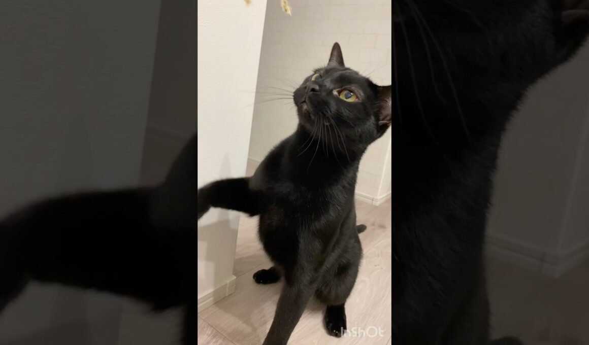じゃらし大好き黒猫ボンベイ　#cat #ねこ #ねこ動画 #ねこのいる暮らし #ねこのいる生活 #猫 #猫好きさんと繋がりたい #かわいい #癒やし #おもちゃ #甘えん坊