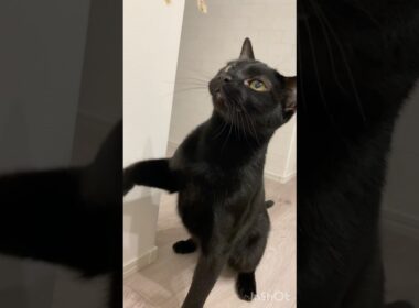 じゃらし大好き黒猫ボンベイ　#cat #ねこ #ねこ動画 #ねこのいる暮らし #ねこのいる生活 #猫 #猫好きさんと繋がりたい #かわいい #癒やし #おもちゃ #甘えん坊