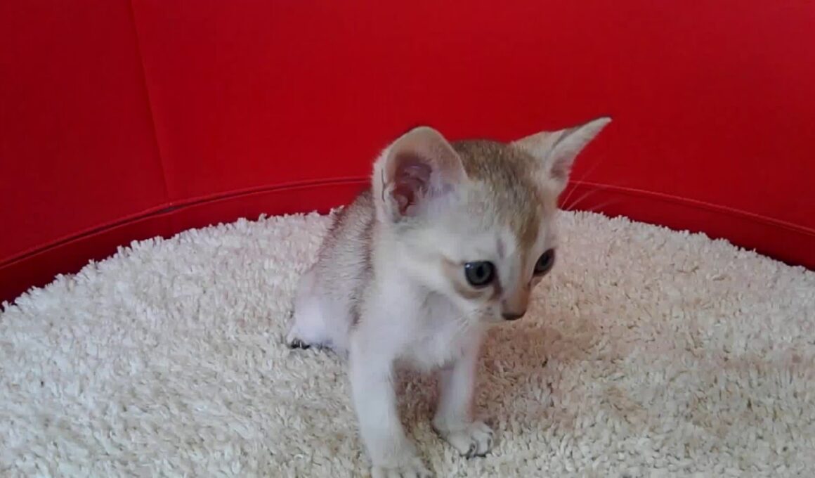 シンガプーラの赤ちゃん＜2/27産まれ＞